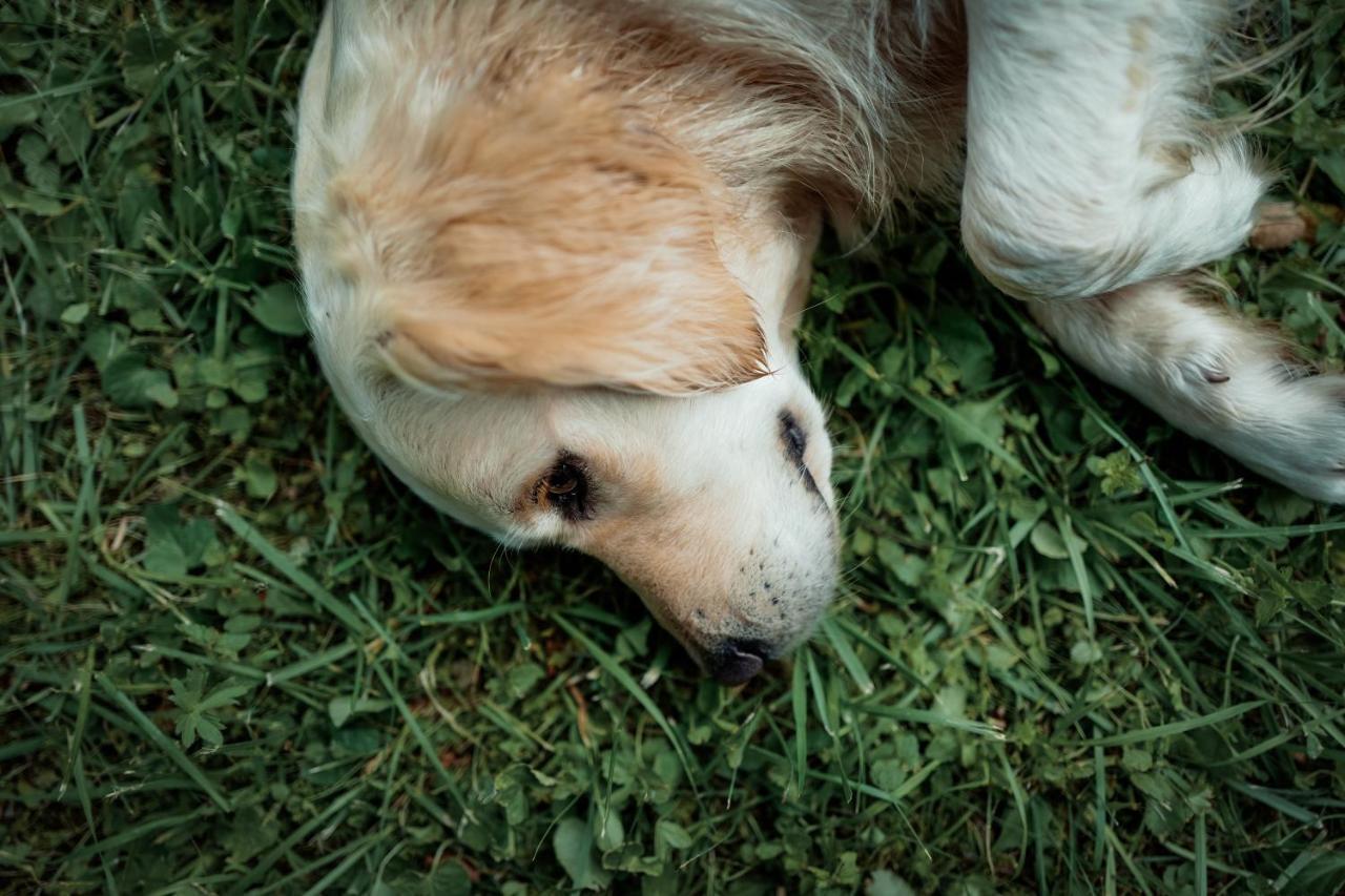 Feriendomizil Alter Garten Temmen-Ringenwalde Cameră foto